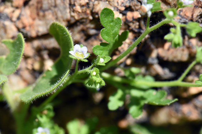 Dainty Desert Hideseed is an early spring bloomer that flowers from February to May; March to June in California. Note lobed leaf margins. Eucrypta micrantha 